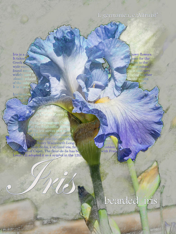 Blue Iris 2 Graphic Digital Art by Mark Mille