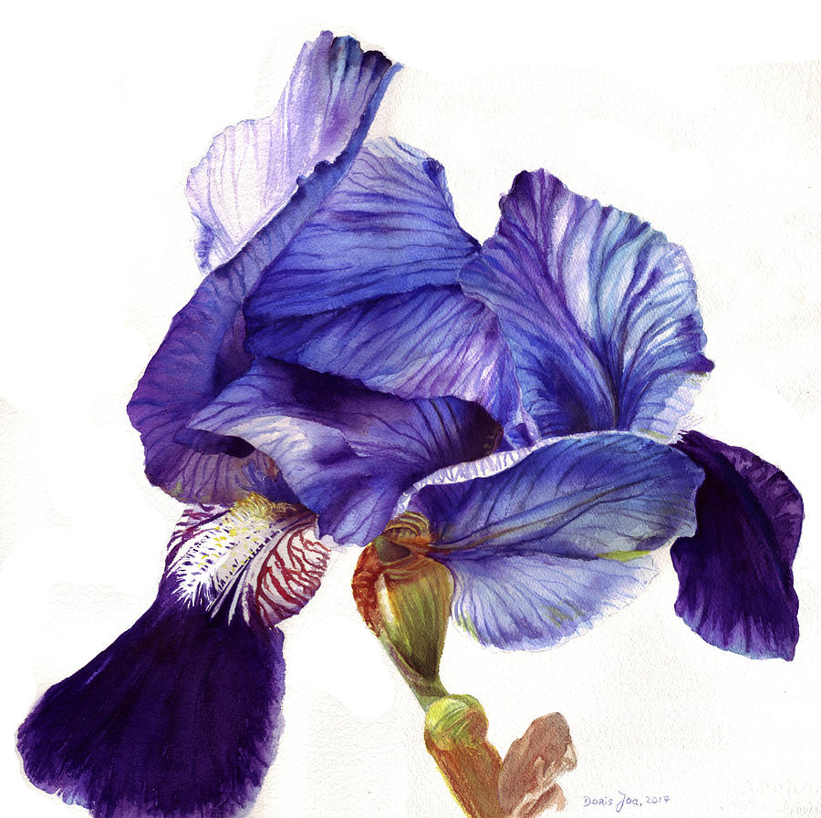 Iris Painting - Blue Iris by Doris Joa