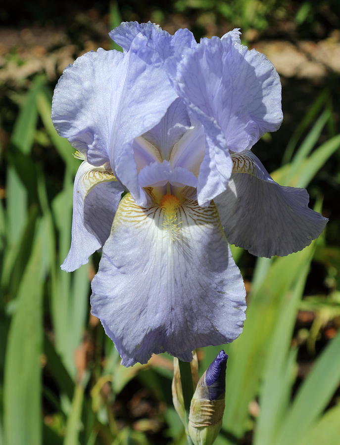 Blue Iris Flower Photograph by Jeff Townsend