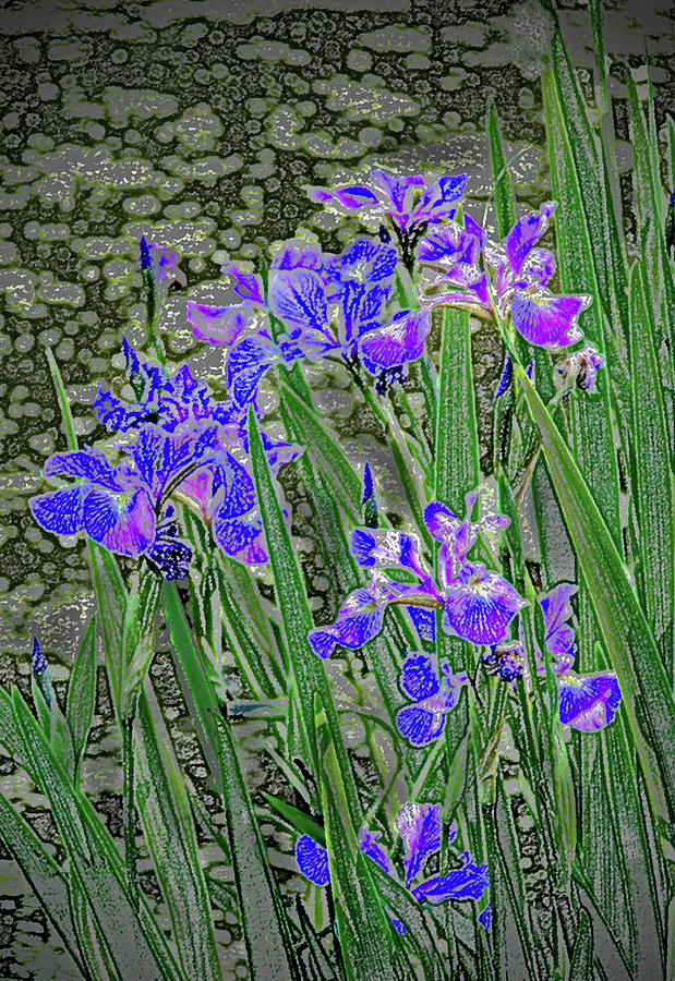 Blue Iris Impressions  Photograph by Ira Marcus