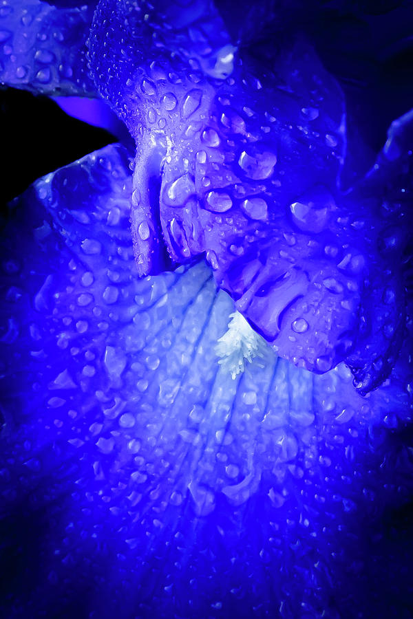 Blue Iris Photograph by Joe Kopp