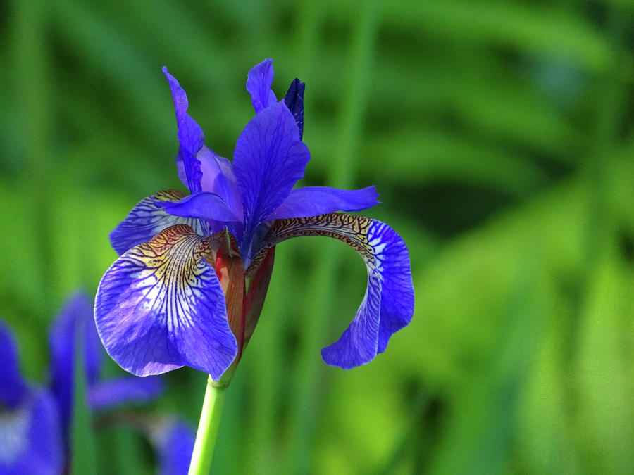 Blue Iris Photograph by Julia Wilcox