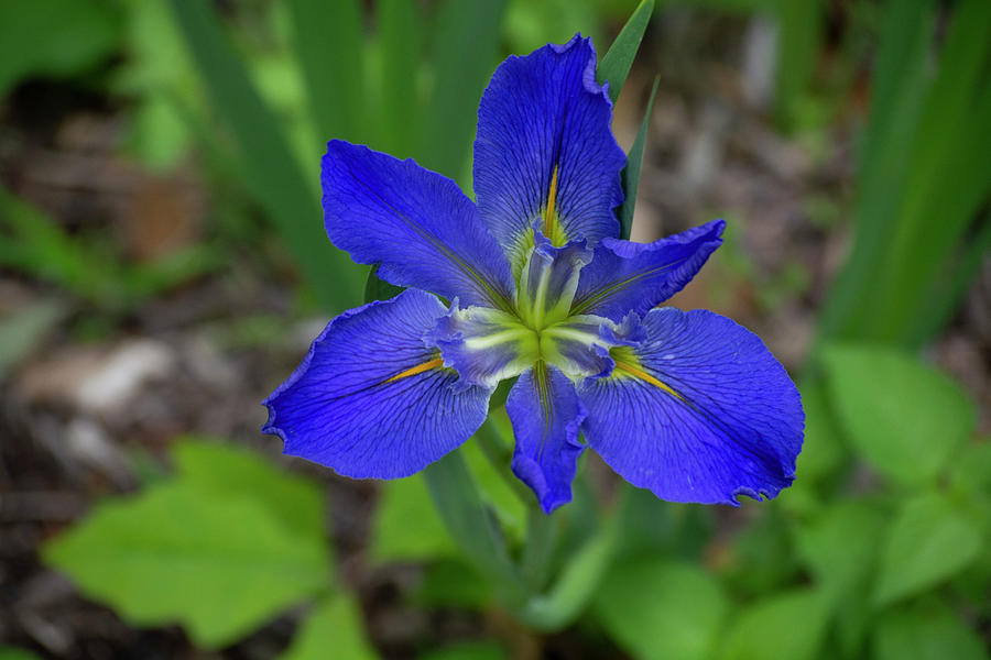 Blue Iris Photograph by Patrick Nowotny