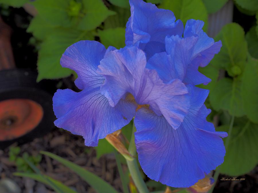 Blue Iris Photograph by Richard Thomas