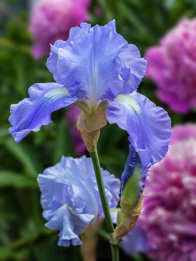 Blue Iris with Pink Photograph by Mark Mille