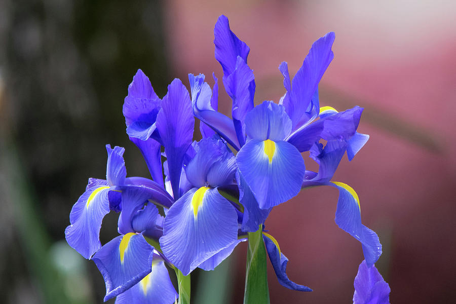 Blue Irises Photograph by Mary Ann Artz