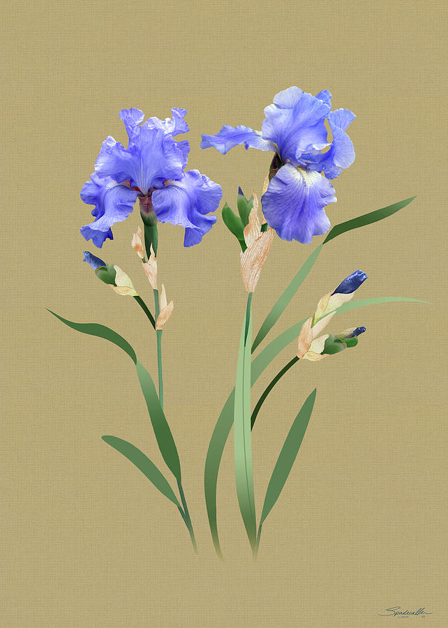 Blue Irises Digital Art by M Spadecaller