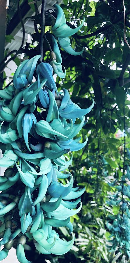Blue Jade Plant Photograph by Karen Nicholson