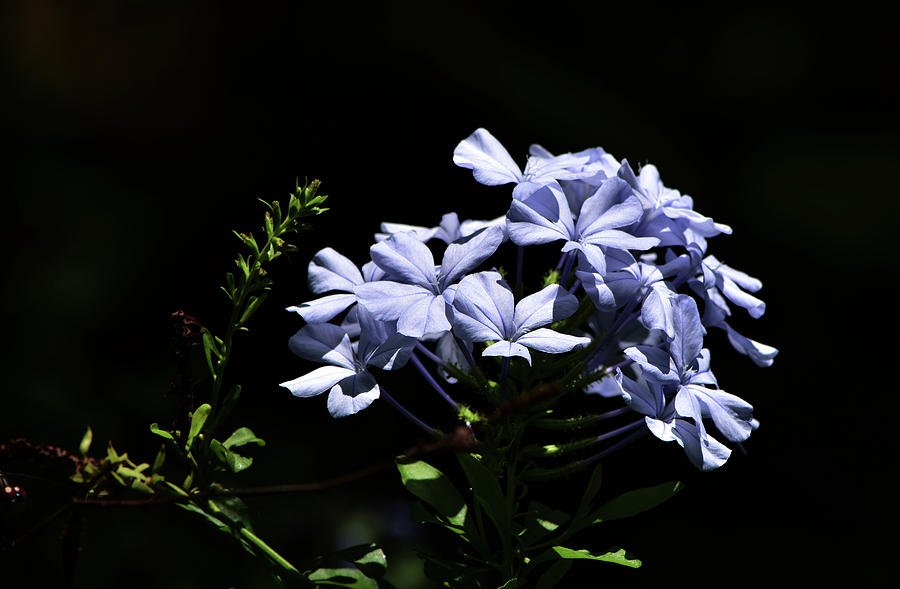 Blue Jasmine Plumbago by William Tasker Blue Jasmine Plumbago by William Tasker
