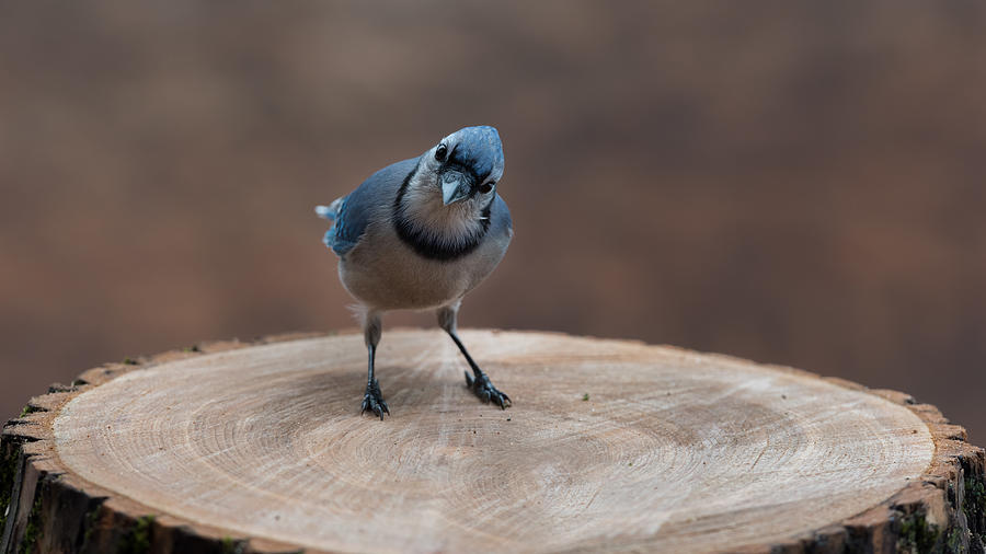 Blue Jay : My Regards Photograph by Patrick Dessureault