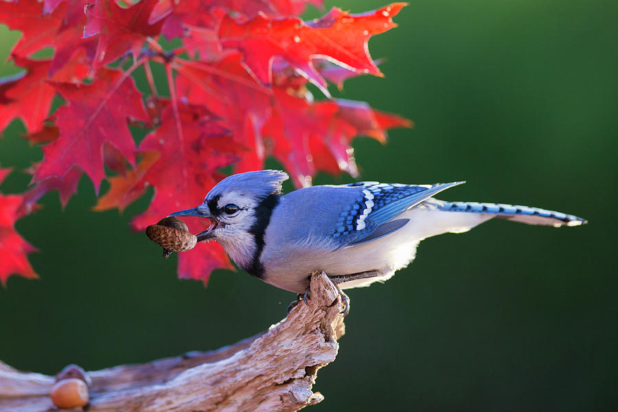 Fall Photograph - Blue Jay and Northern Red Oak by Mircea Costina Photography