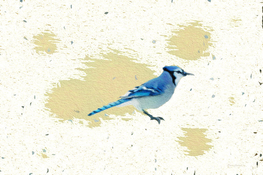 Blue Jay and Paint Splashes Photograph by Diane Lindon Coy