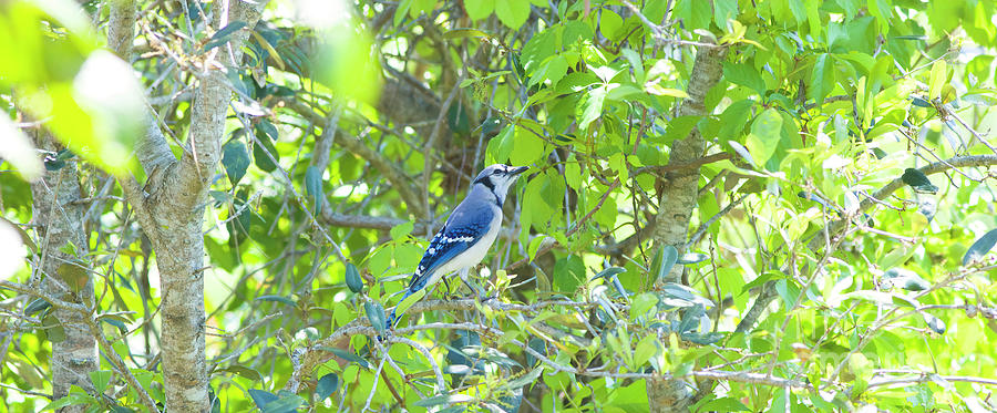 Blue Jay At Home Photograph by Felix Lai