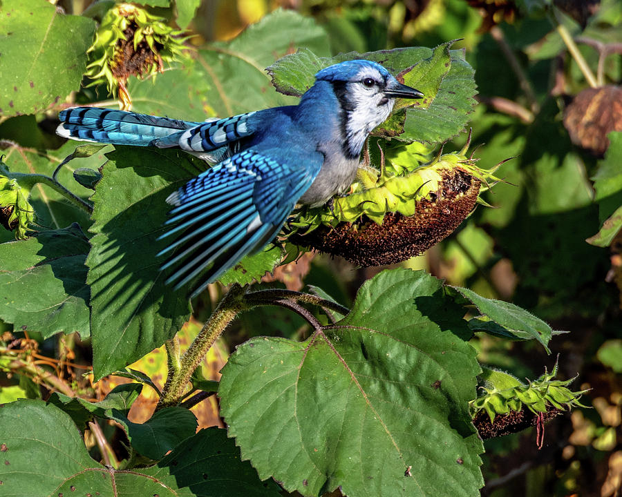 Blue Jay Attack Photograph by Marcy Wielfaert