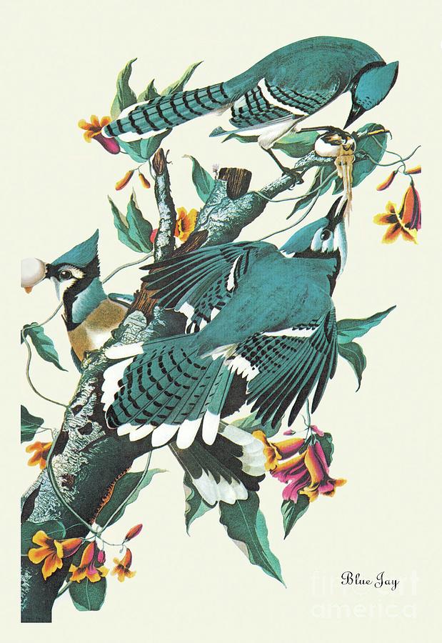 John James Audubon Painting - Blue Jay, Audubon by John James Audubon