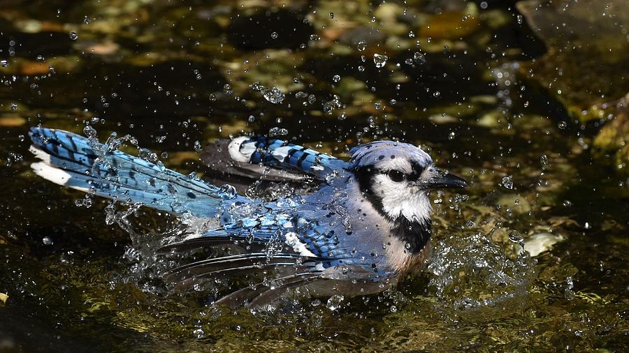 Blue Jay Bathing Photograph by Chip Gilbert