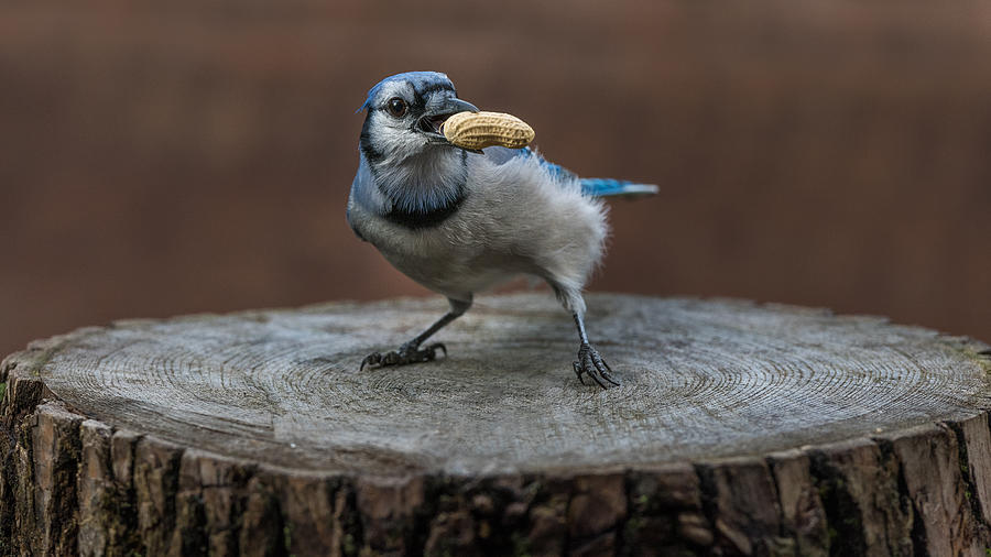 Bird Photograph - Blue Jay Bird by Patrick Dessureault