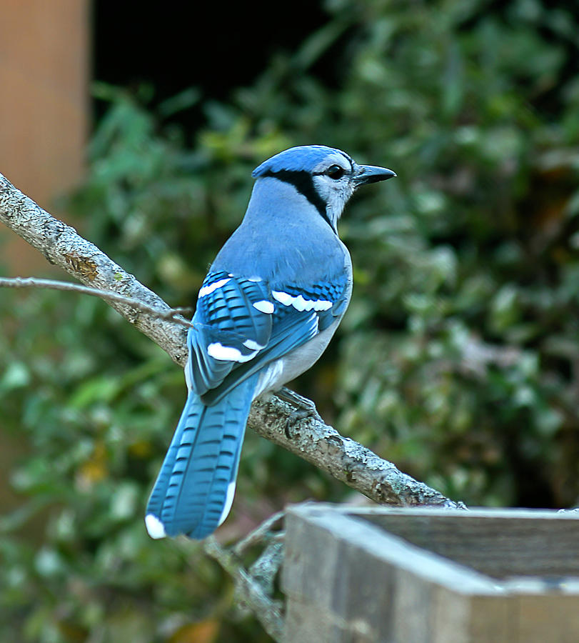 Blue Jay Bird Photograph By Sandra J S