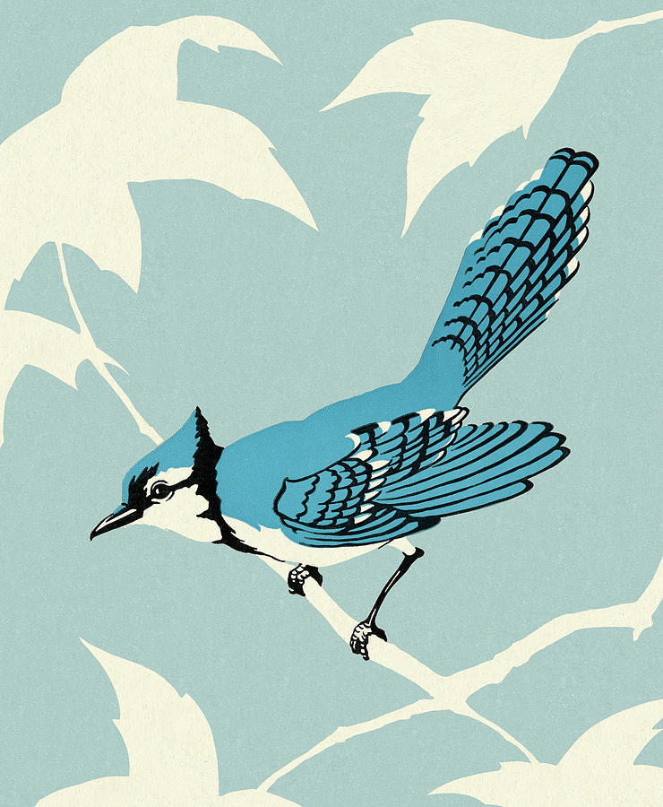 Blue Jay Drawing - Blue Jay Bird Sitting on Branch by CSA Images