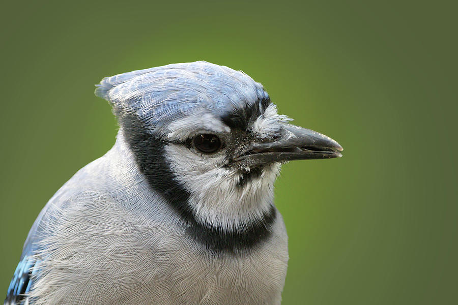 Blue Jay adult close up – On The Wing Photography