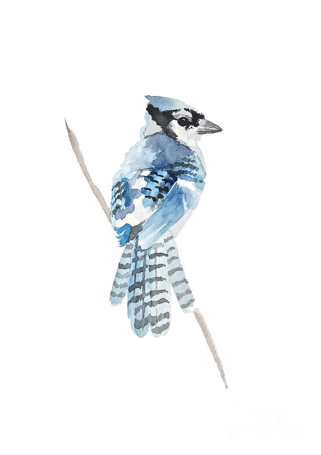 Blue Jay Watercolor Painting. Realistic Blue Jay Painting