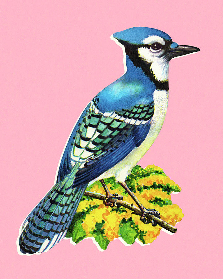 Blue Jay Drawing - Blue Jay by CSA Images