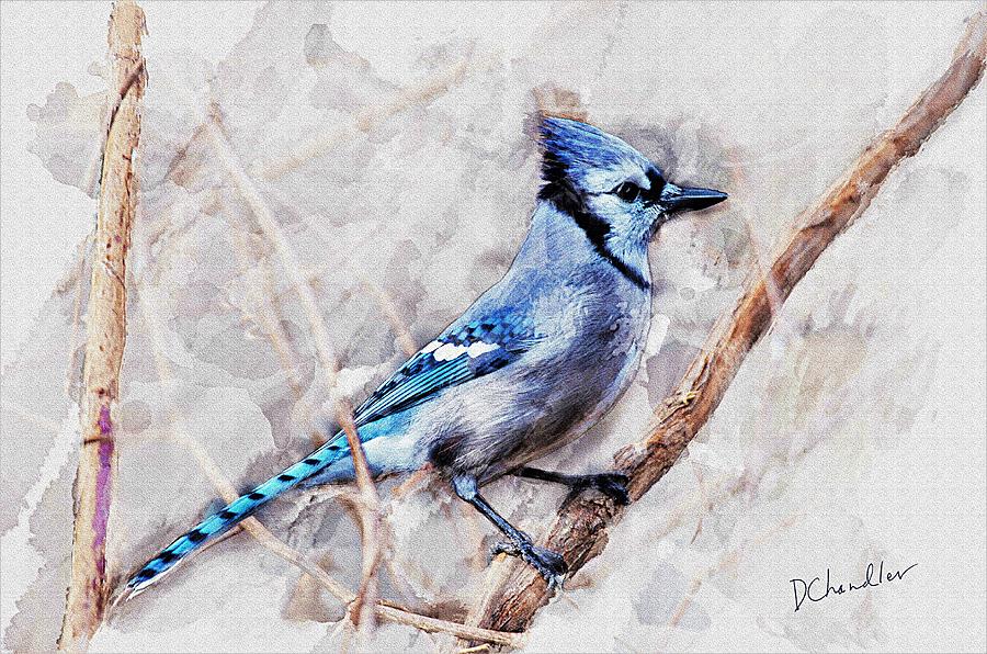 Blue Jay Painting by Diane Chandler