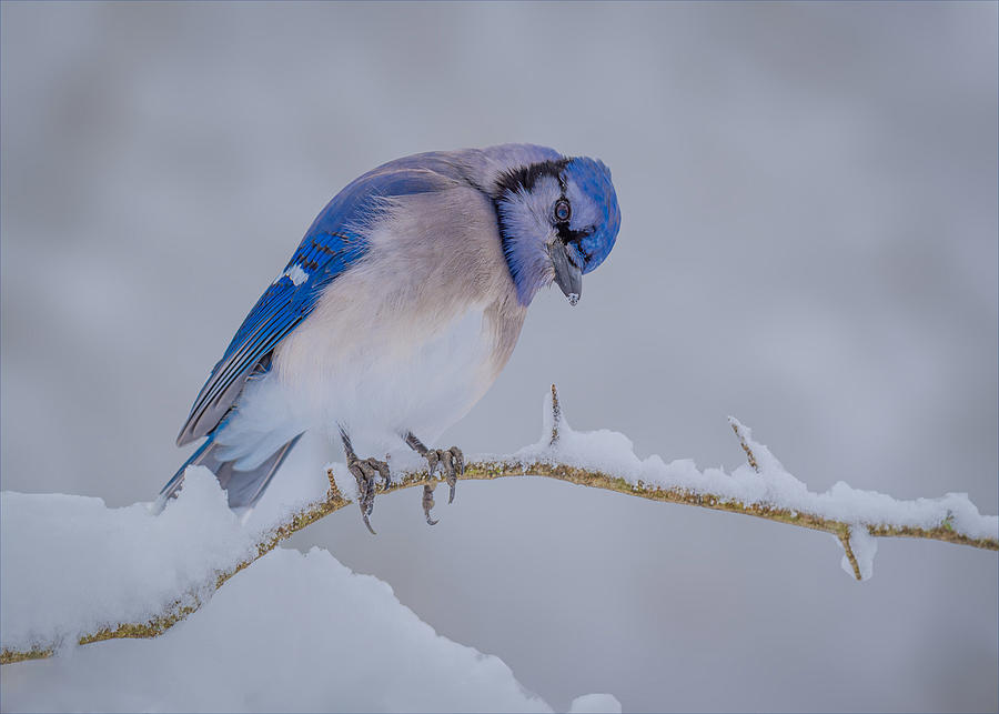 Wildlife Photograph - Blue Jay by Eugene L Pierce Jr