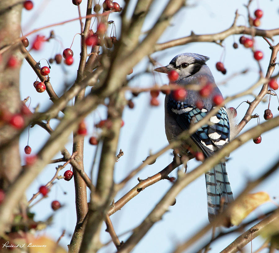 top 105+ Pictures do blue jays eat blueberries Updated