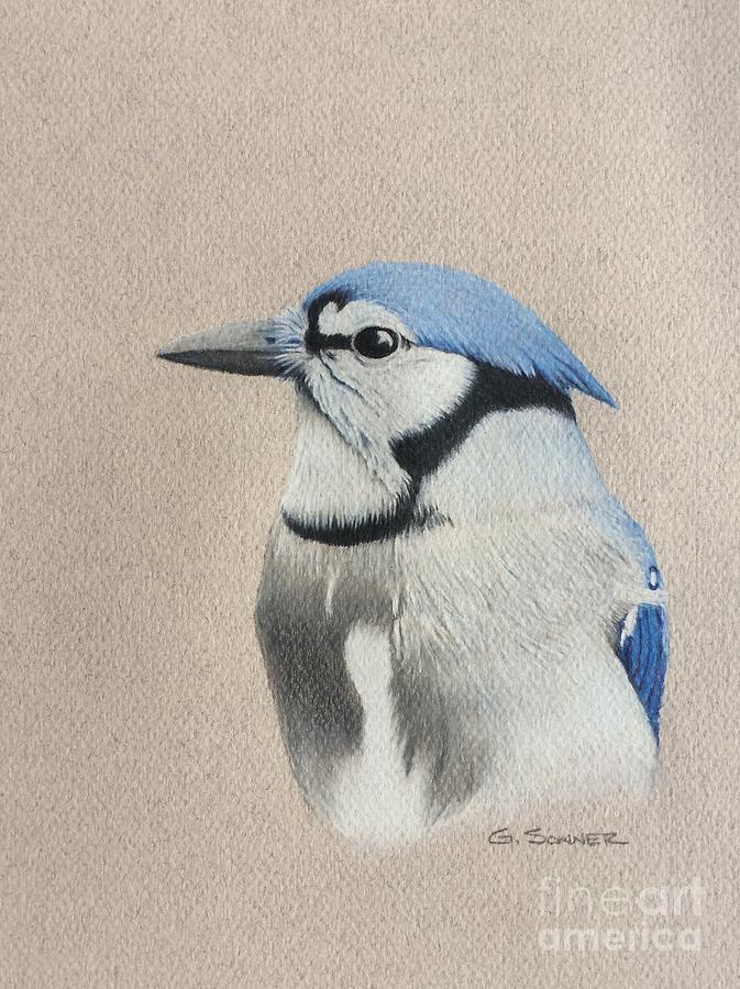 Blue Jay Drawing by George Sonner