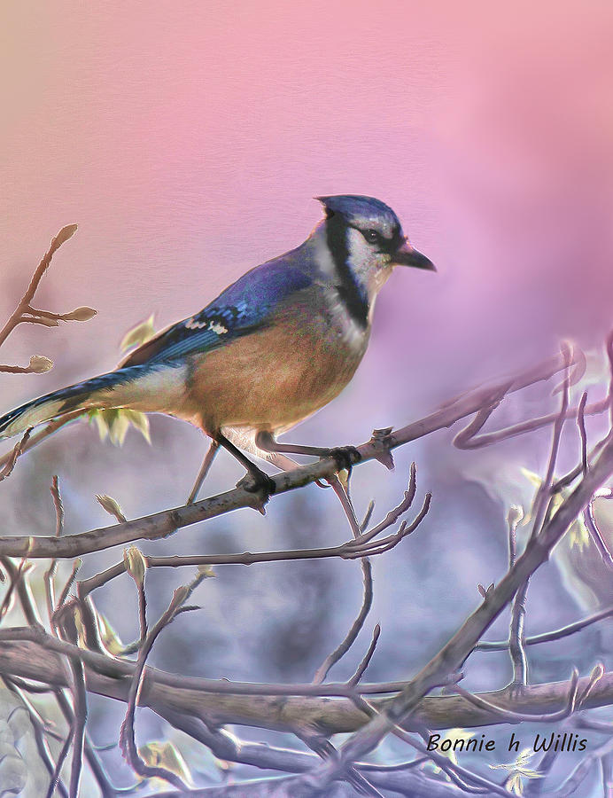 Blue Jay in a Pear Tree Digital Art by Bonnie Willis