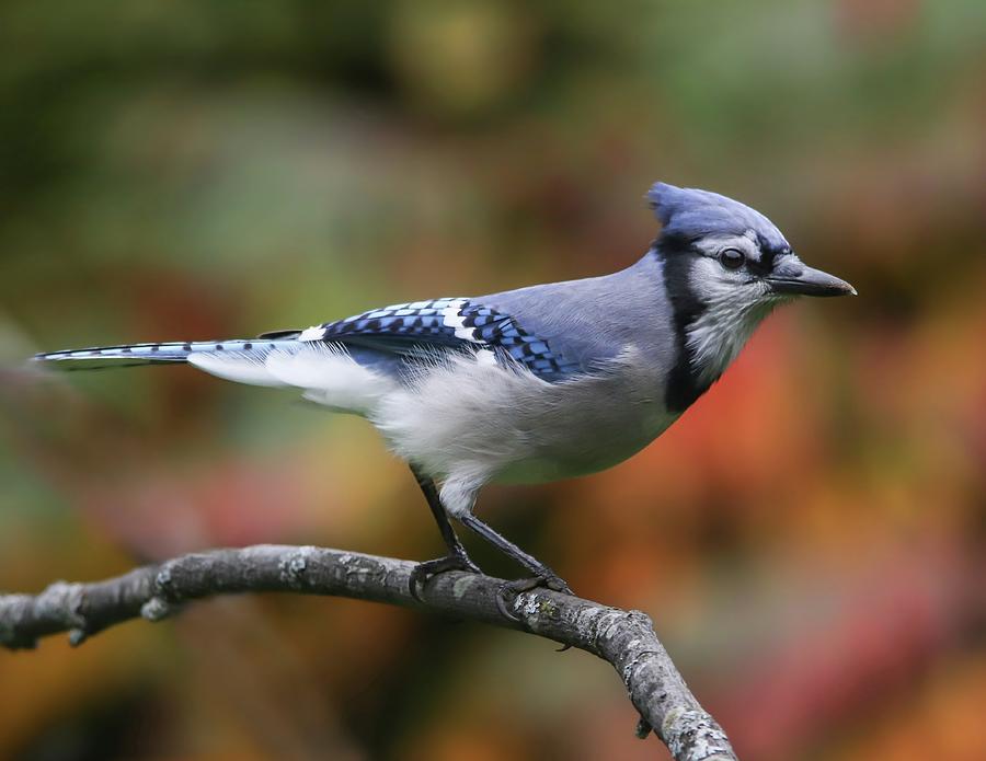 Blue Jay in Fall Photograph by Marlin and Laura Hum
