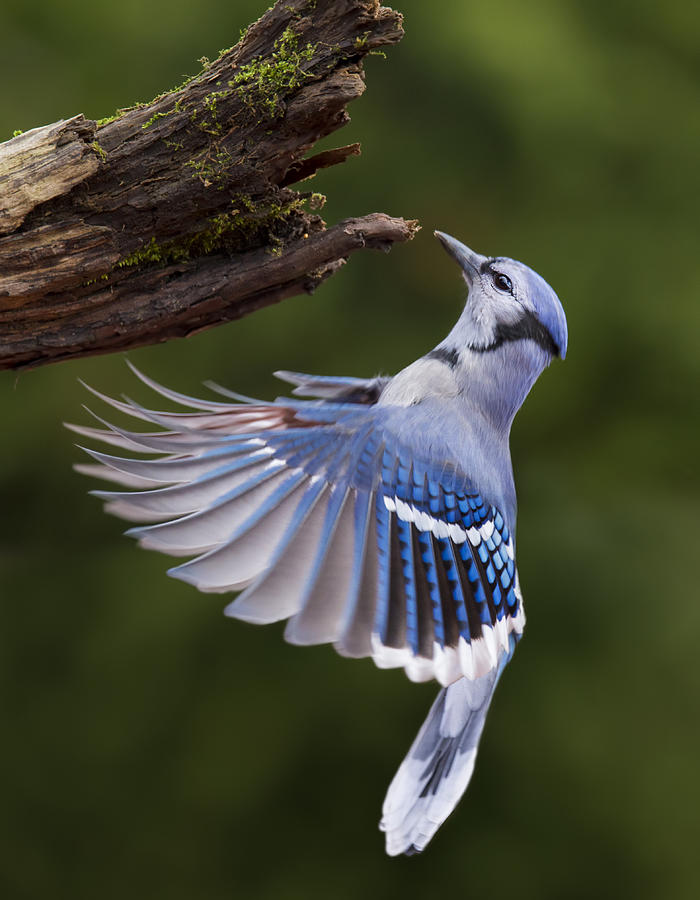 Wildlife Photograph - Blue Jay In Flight by Mircea Costina