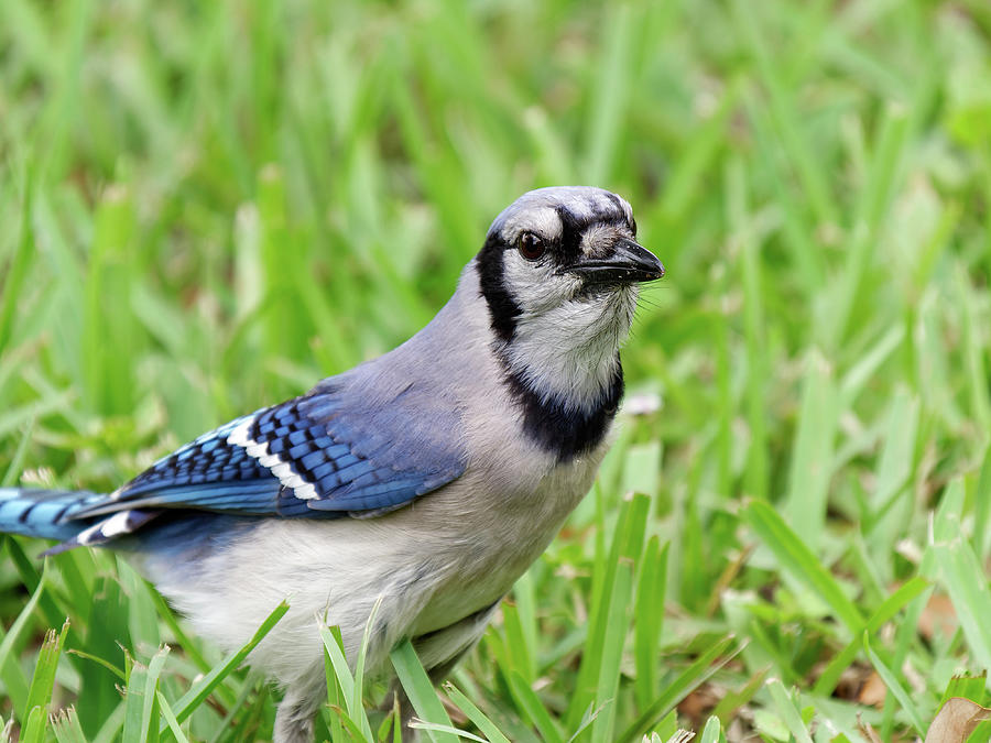 Blue Jay In Grass Photograph