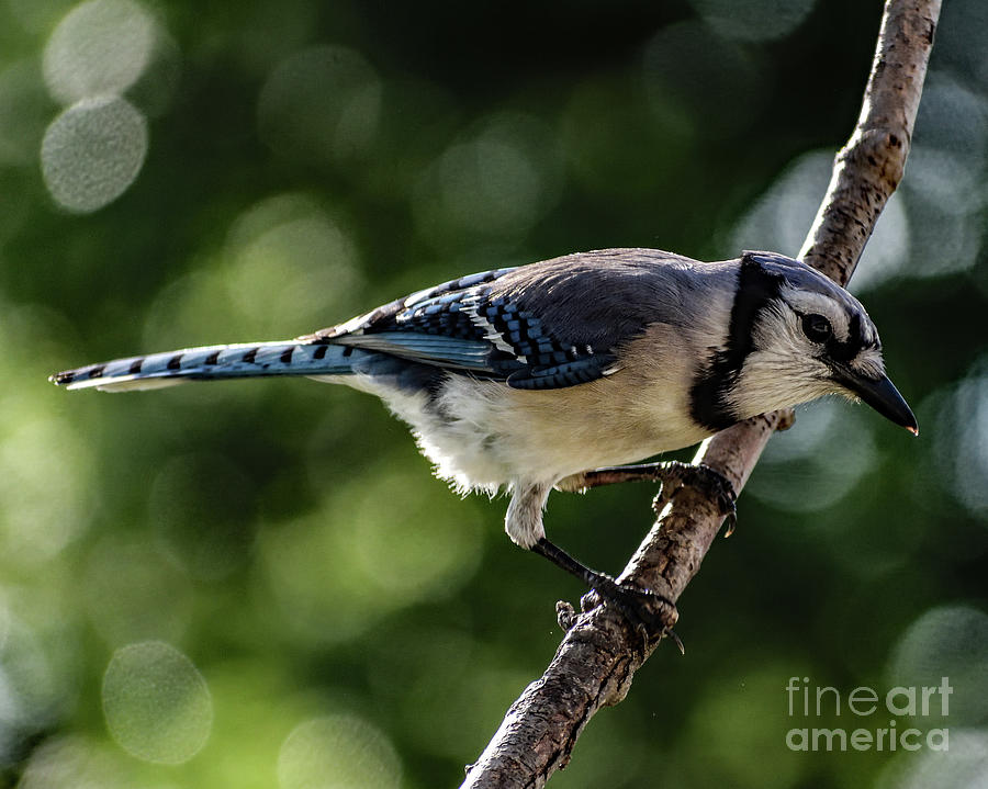 Blue Jay In The Morning Light Photograph