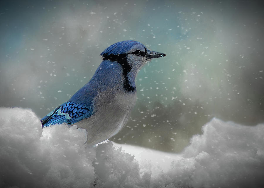 Blue Jay in the Snow  Photograph by Mary Lynn Giacomini