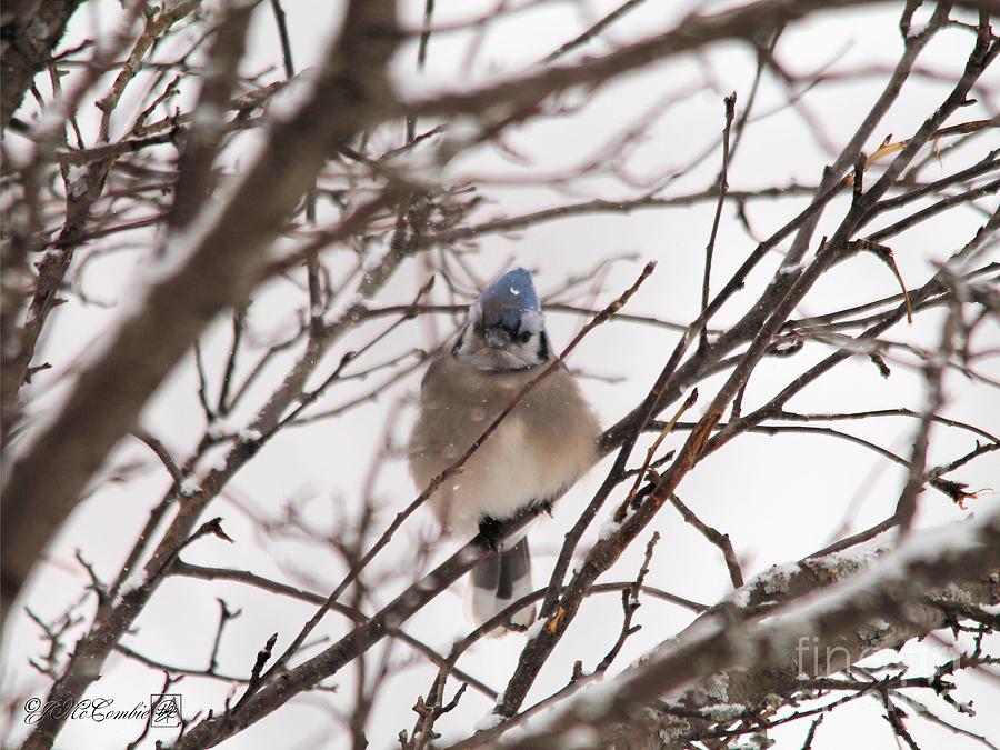 Blue Jay in Winter Photograph by J McCombie
