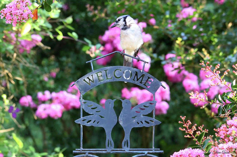 Blue Jay Is Welcome in the Summertime Photograph by Trina Ansel