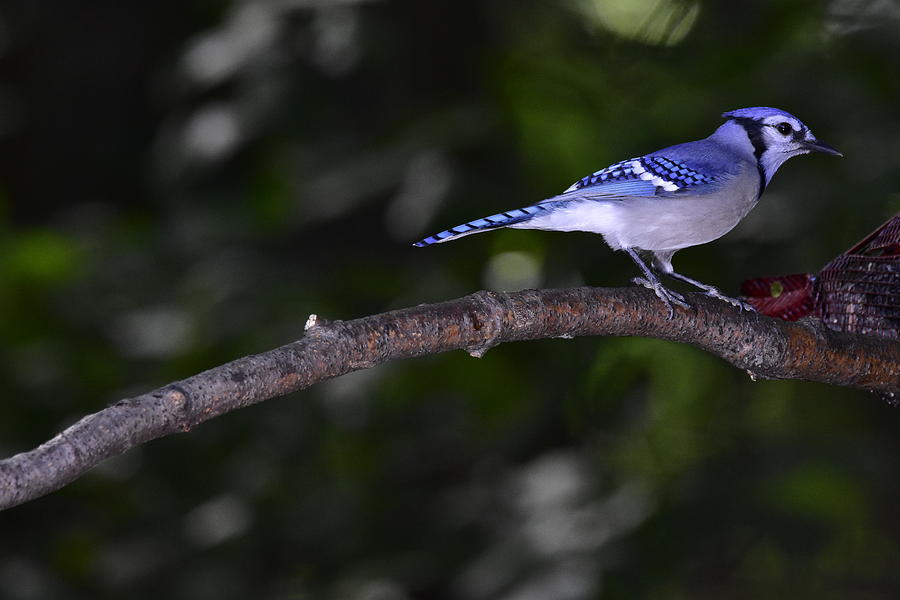 Blue Jay Photograph by Jeffrey PERKINS