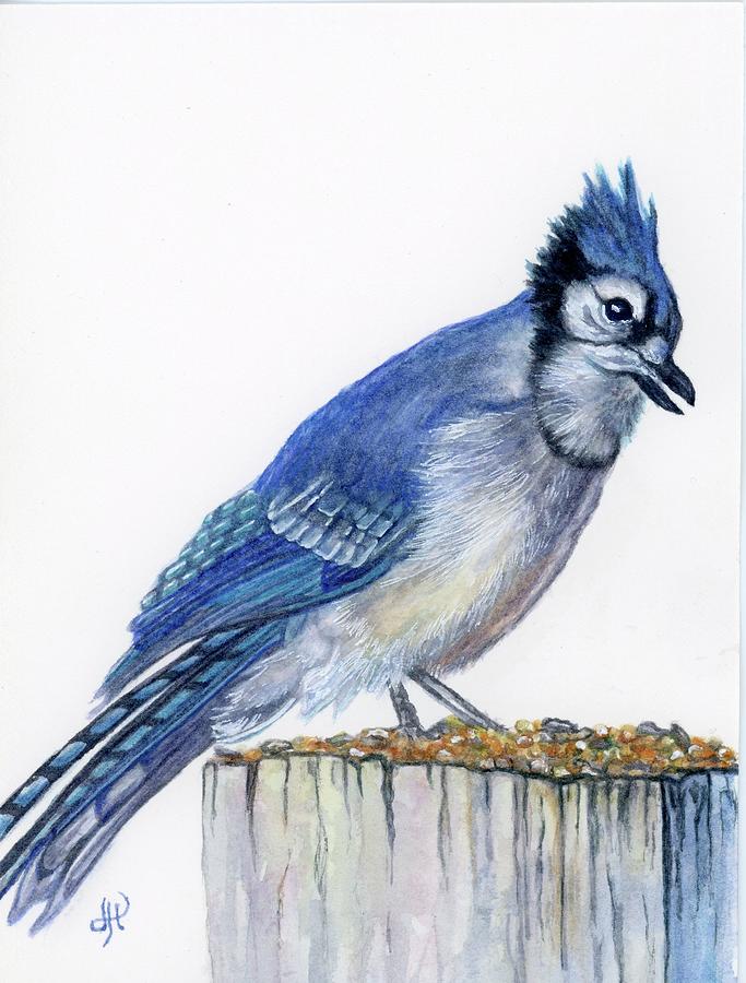 Blue Jay  Painting by Jodi Higgins