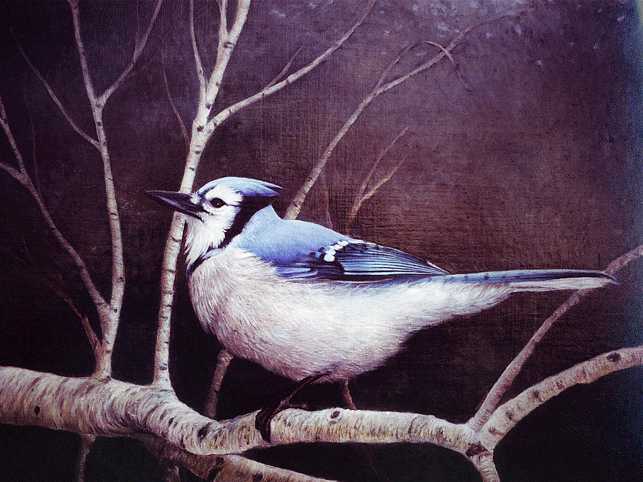 Blue Jay Painting - Blue Jay by Kevin Dodds