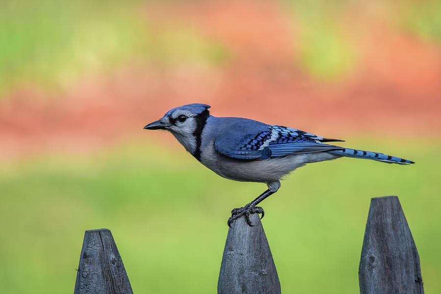 Blue Jay Photograph by Michelle Wittensoldner