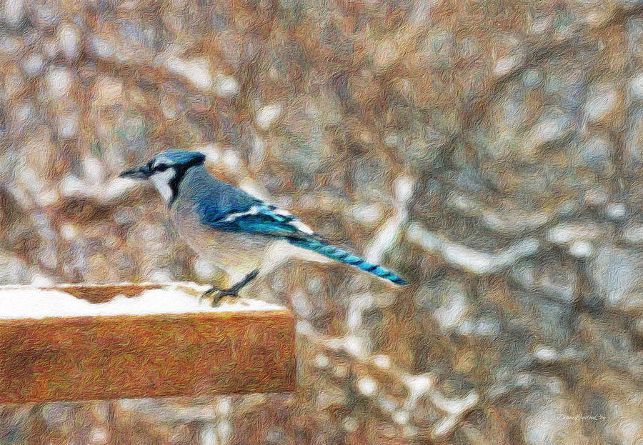 Blue Jay Morning Photograph by Diane Lindon Coy