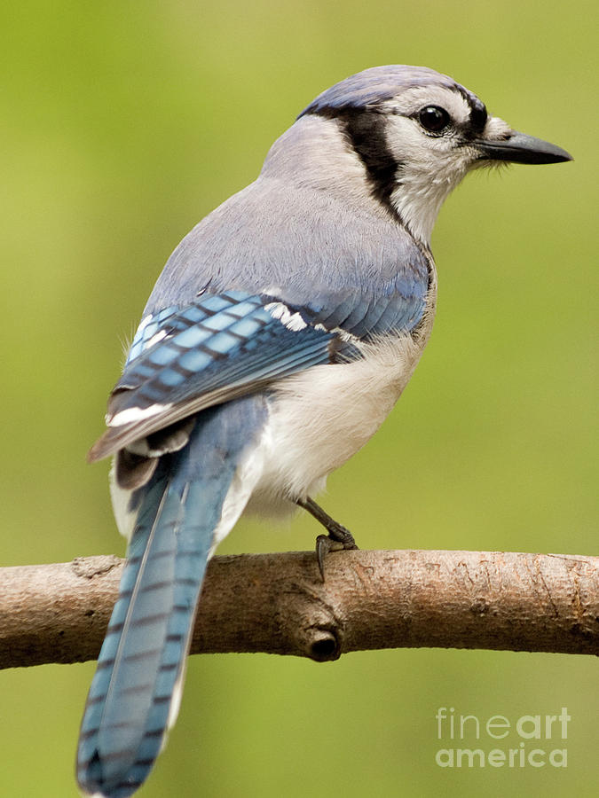 Blue Jay On A Brilliant Spring Day 5 Photograph by Dorothy Lee