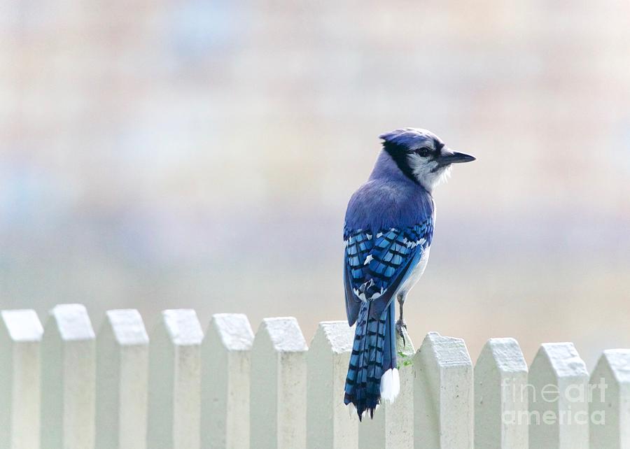 Blue Jay on a Fence Photograph by Lara Morrison