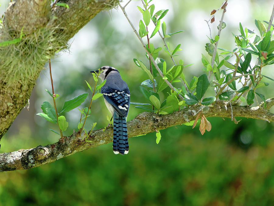 Blue Jay On Branch Of Tree Photograph