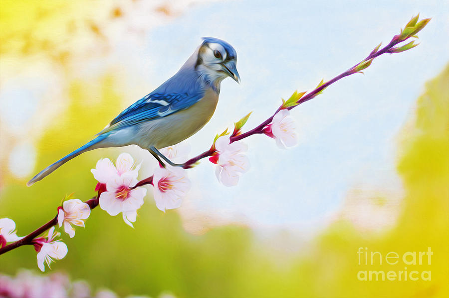 Blue Jay Photograph - Blue Jay on Cherry Tree by Laura D Young