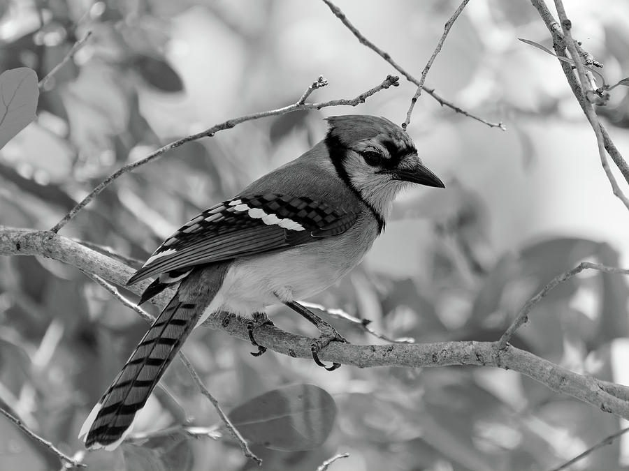 Blue Jay On Tree Close Up In Black And White Photograph