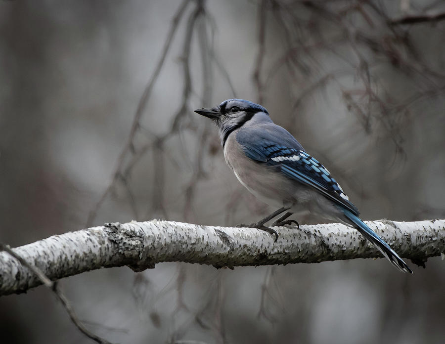 Blue Jay on White Birch Photograph by Hershey Art Images