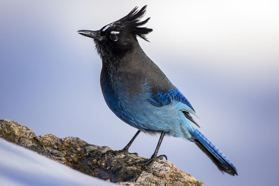 Blue Jay Photograph By Ozan Aktas - Fine Art America